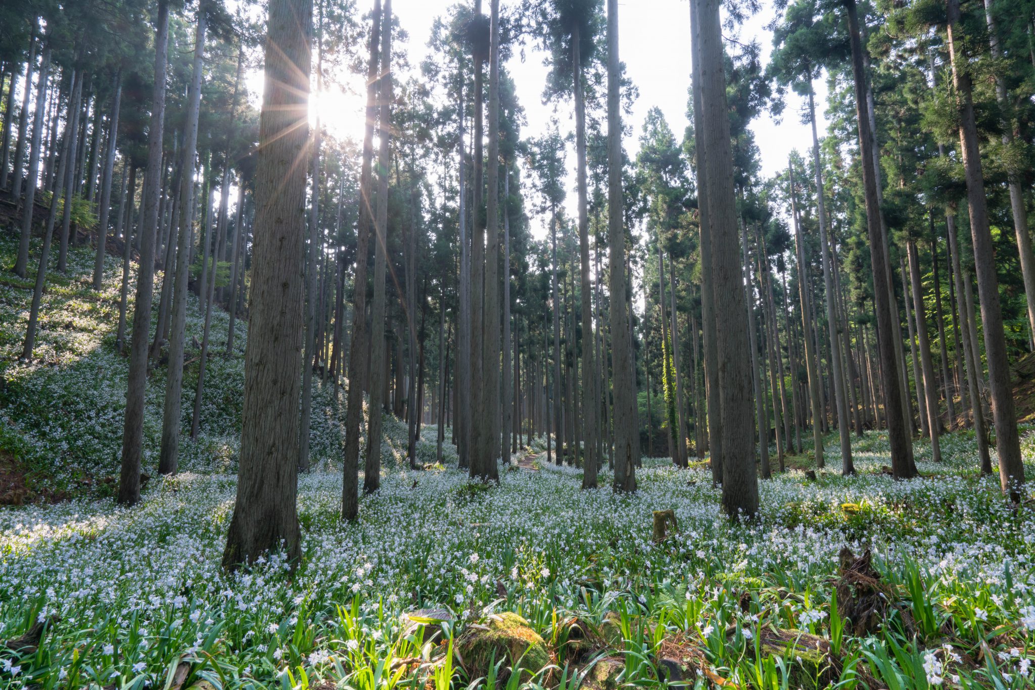 季節と身体をつなぐ、茶の選び方